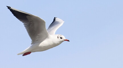 Common Black-headed Gull in flight, Larus ridibundus, birds of Montenegro	