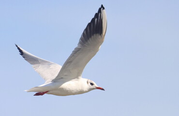  Common Black-headed Gull in flight, Larus ridibundus, birds of Montenegro	