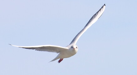 Common Black-headed Gull in flight, Larus ridibundus, birds of Montenegro	
