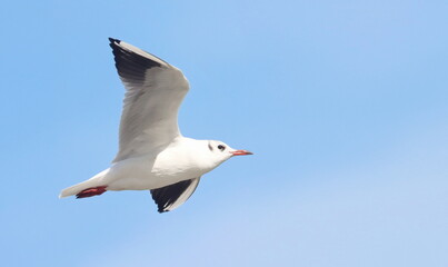 Common Black-headed Gull in flight, Larus ridibundus, birds of Montenegro	