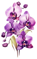 Obraz premium PNG Orchid flower plant purple.