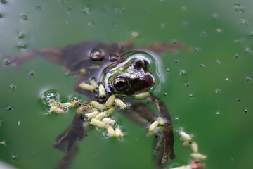 frog laying eggs