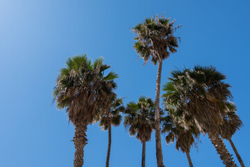 Fototapeta premium Palm trees against a blue sky