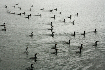 Ducks on the lake
