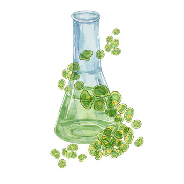 watercolor beaker green algae science clip art preview