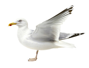 Fototapeta premium Wildlife, seagull isolated over transparent background, PNG cutout