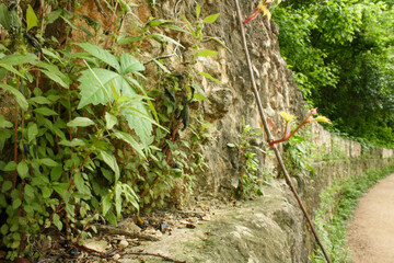 Ivy growing up limestone