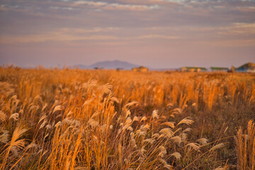Fototapeta premium Golden Sunset Over Reed Fields in Korea