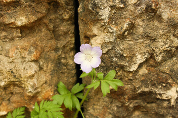 Flower growing through limestones