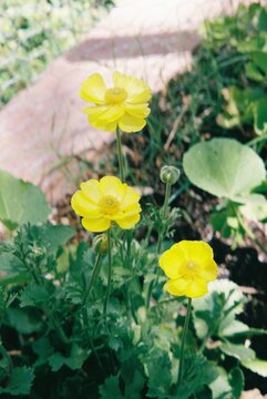 Backyard Flower Bed