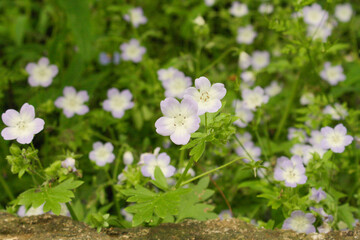 Flowers along the sidewalk