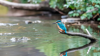 Bird sat on the tree