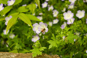 Bee on a flower