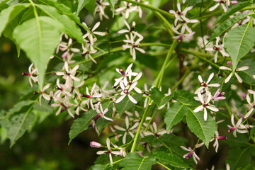 White honeysuckle flowers