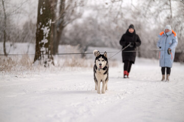 Women walk their husky dogs in the park in winter.