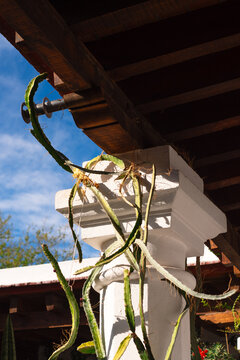 Dragon fruit (Pitaya) native Mexican cactus with column
