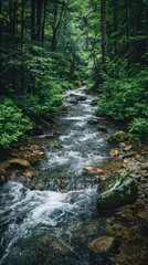 Obraz premium A lush stream meanders through the vibrant green forest of the West Coast