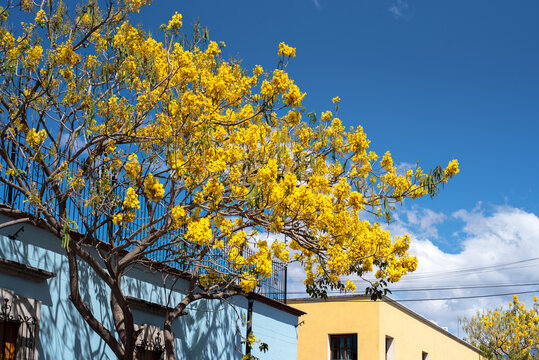 Yellow ip&ecirc; tree in full bloom in Mexican street