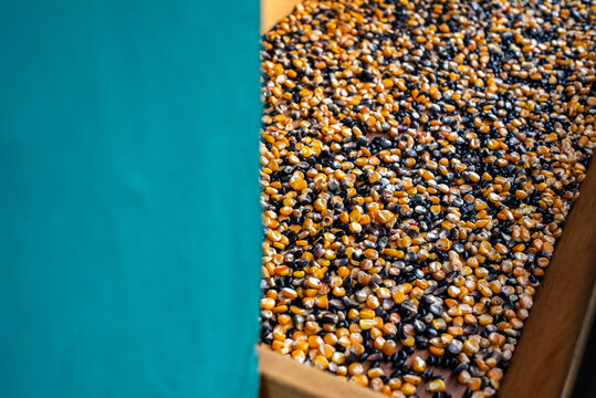 Blue and yellow corn 
