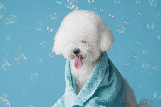Fluffy white dog after bathing wrapped in a towel, on a blue background with soap bubbles
