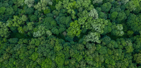Forest landscape aerial texture , top view background