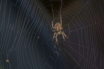 close-up view of a large brown crowned orb weaver in the net and a dark blurred background