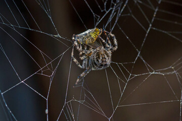 close-up view of a large brown crowned orb weaver in the net with a catched wasp wrapping it with spidersilk and dark blurred background