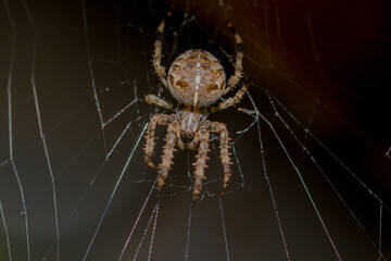 close-up view of a large brown crowned orb weaver in the net and a dark blurred background