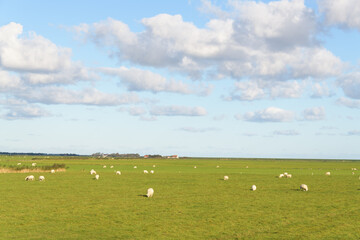 vista with sheep on a large green meadow till the horizon with blue sky and white clouds and a farm on the horizon