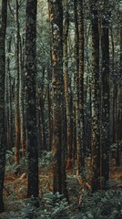 Fototapeta premium A dense forest with tightly packed trees and an ant nest visible among the trunks in daylight