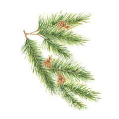 A detailed green spruce branch with soft needles and brown pinecones. Fir, cedar, pine watercolor twig. Isolated clipart for eco-friendly packaging, winter decor items, and holiday stationery designs
