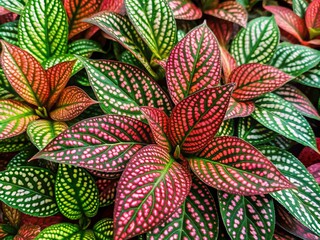 Obraz premium Lush indoor polka dot plant in decorative pot showcasing vibrant foliage and unique leaf patterns