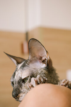Kitten Resting Comfortably on Human Knees at Home During Daytime