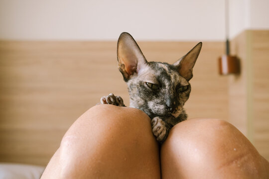 Kitten Resting Comfortably on Human Knees at Home During Daytime