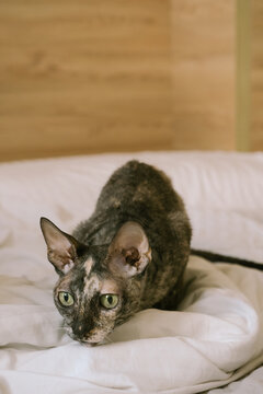 Curious Cat Exploring a Cozy Bed in a Warm Room