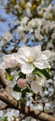 The lush blooming of an apple tree. Spring mood.