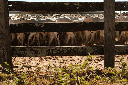 herd of cattle in a corral
