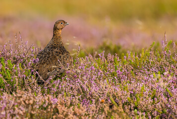 Red Grouse, Scientific name: Lagopus Lagopus.  Close up of a male Red Grouse in late summer when the heather is still in bloom.  Facing right.  Horizontal. Space for copy