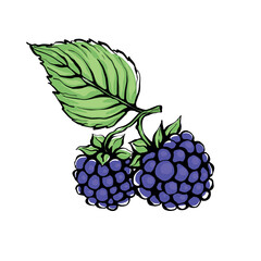 Vector illustration of blackberry branch with berries and leaves