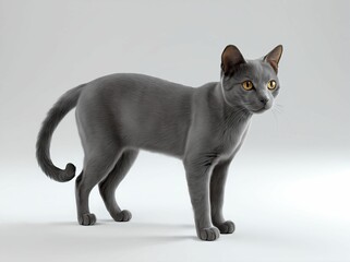 3D Illustration of An Adorable Korat Cat (Thai Cat).