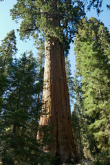 Sequoia National Park California