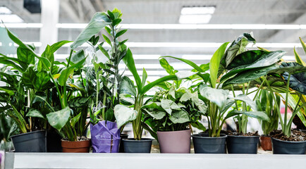 Home Plants In Pots On A Shelves Of Market