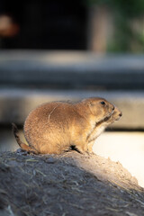 prairie dogs on the sun looking one direction
