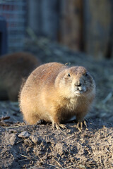 prairie dogs on the sun