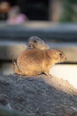 prairie dogs on the sun