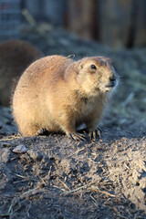 prairie dogs on the sun