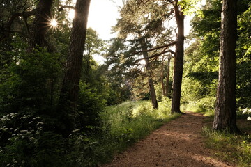 Fototapeta premium Sunny day in the forest, Russia