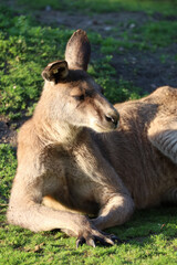 Fototapeta premium kangaroo relaxing and enjoying life