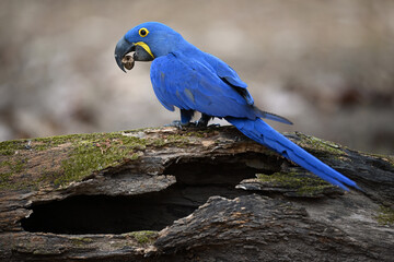 Hyacinth Macaw Biting Nut on Old Mossy Log with Hole
