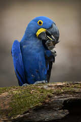 Hyacinth Macaw Cracking Nut on Mossy Log (Portrait Orientation)